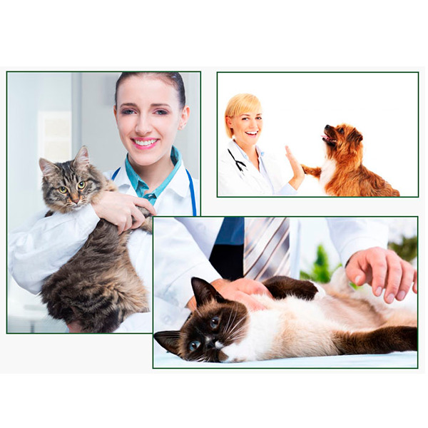 pet medicine shop online