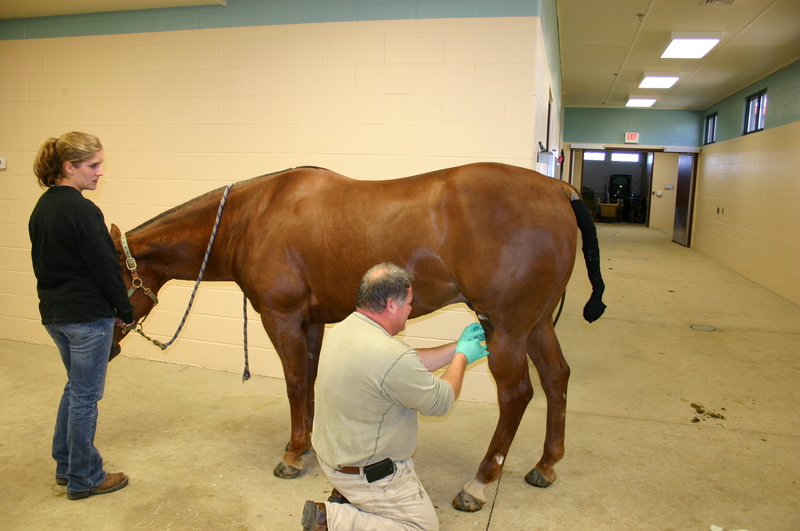 Horse Injections