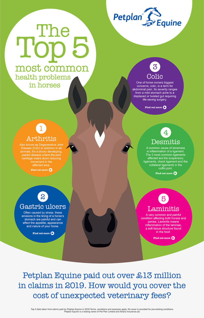 Common Equine Diseases And How To Prevent Them | Abbey Veterinary Supply