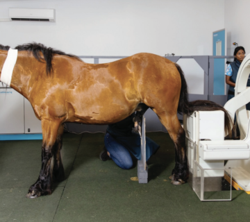 Horse performance enhancers