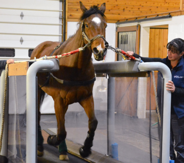 Latest Innovations in Racehorse Medication