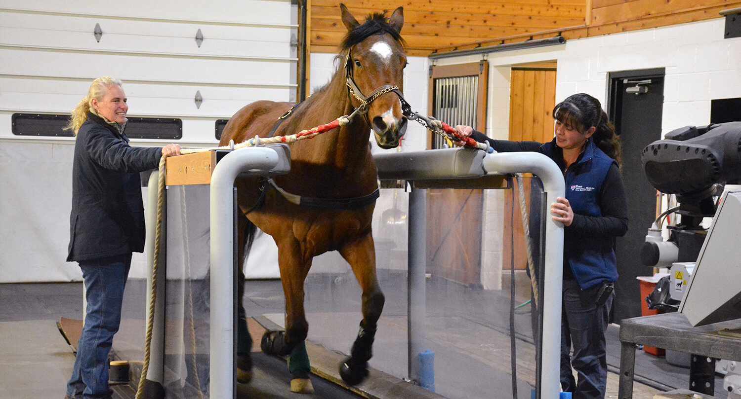 Latest Innovations in Racehorse Medication