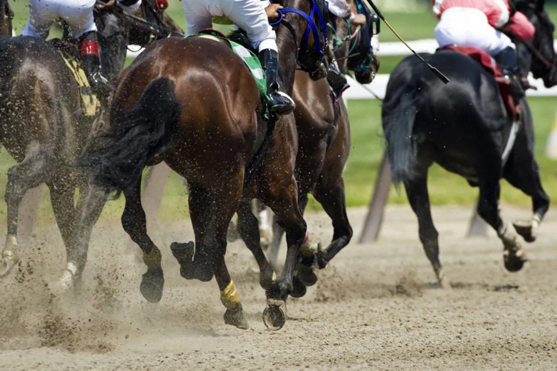 Understanding Common Racehorse Ailments