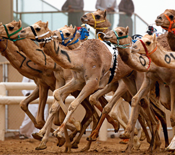 UAE Camel Racing Association Prohibits Doping