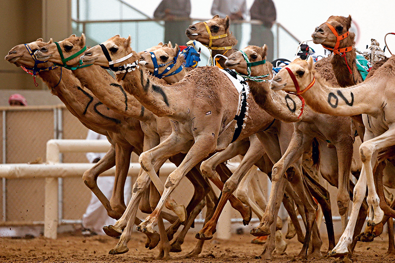 UAE Camel Racing Association Prohibits Doping