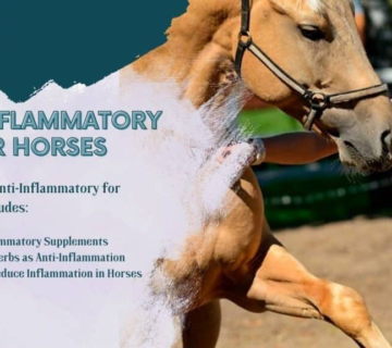 Top Anti-Inflammatory Treatments for Horses